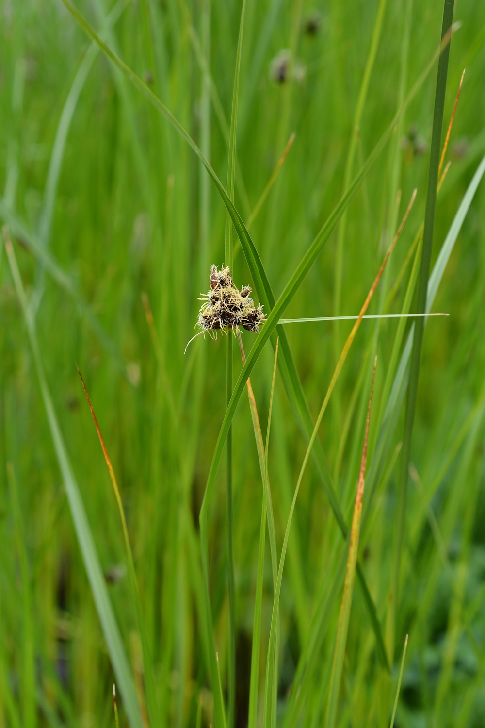 Bolboschoenus maritimus kopen