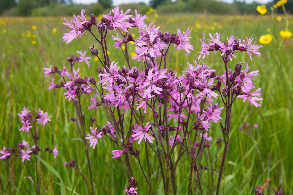 Echte koekoeksbloem kopen