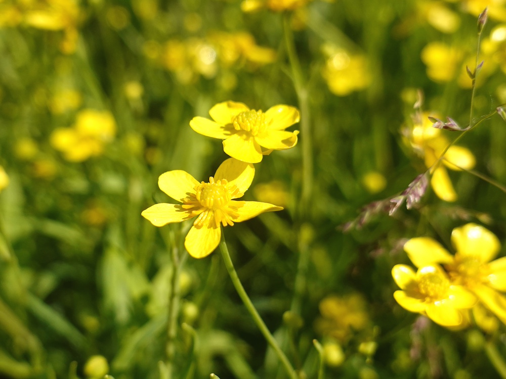 Egelboterbloem kopen