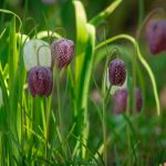 Fritillaria meleagris kopen