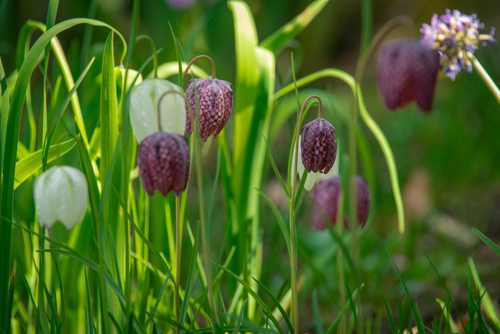 Fritillaria meleagris kopen