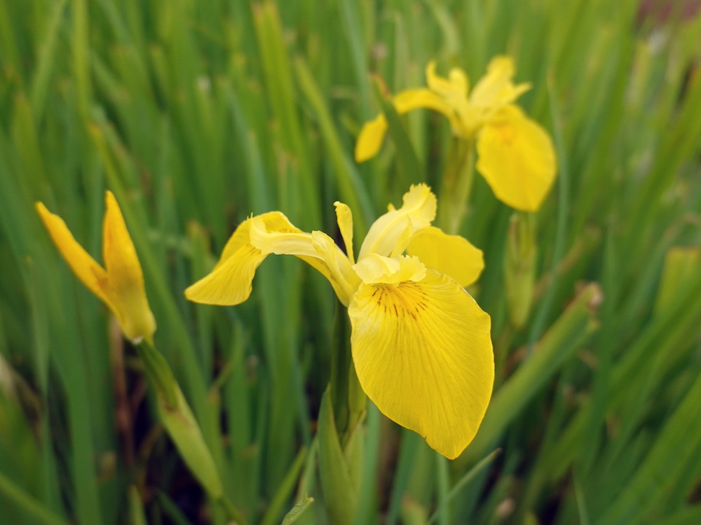 Gele iris kopen