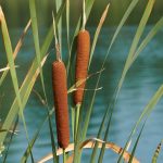 Grote lisdodde kopen