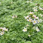 Hottonia palustris kopen