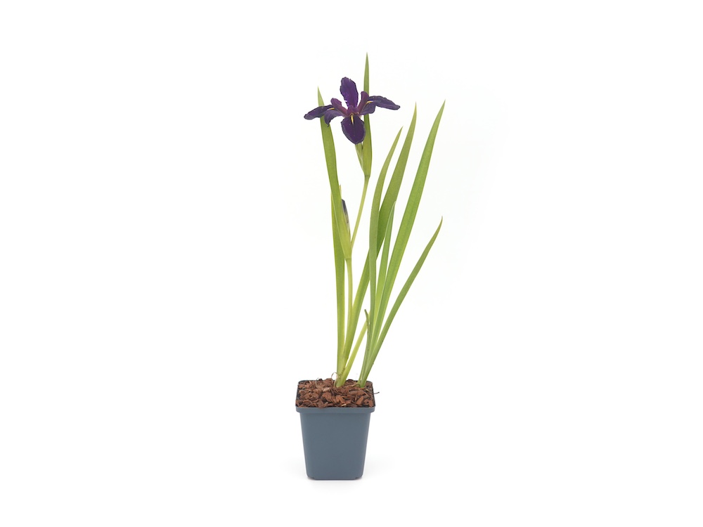 Iris louisiana Black Gamecock kopen