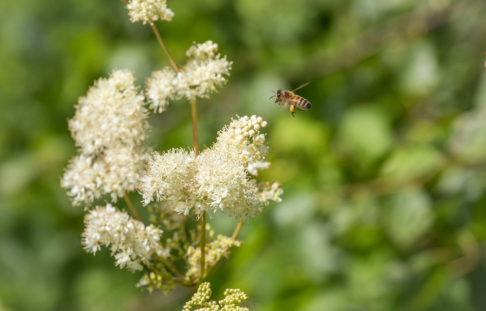 Moerasspirea kopen