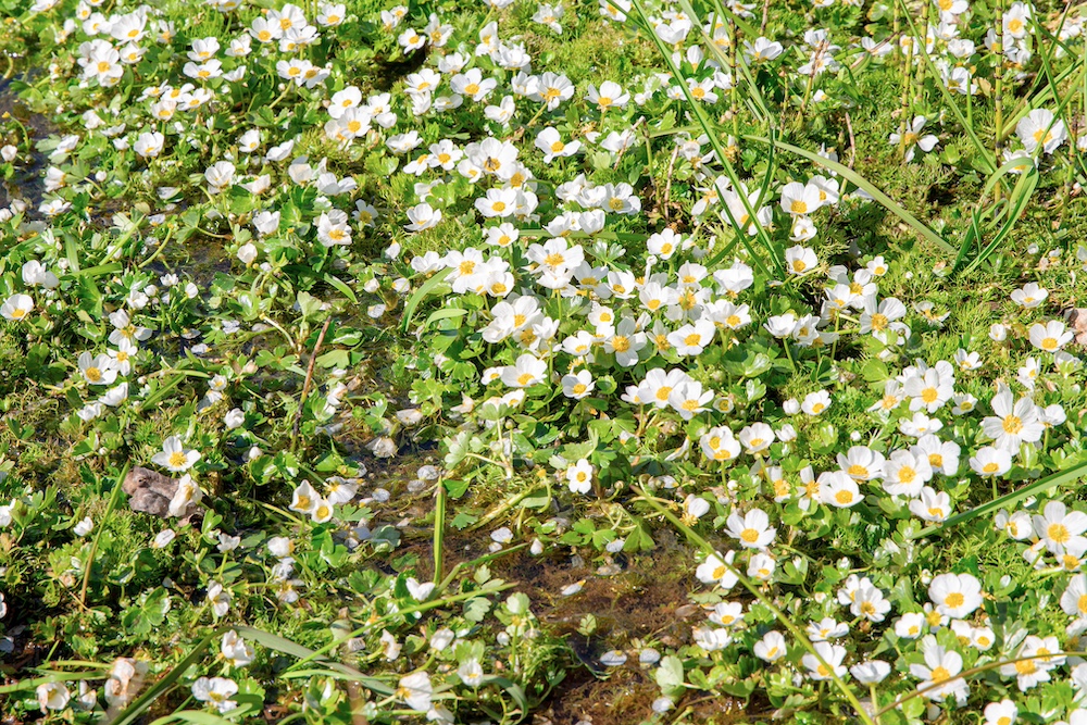 Ranunculus hederaceus kopen