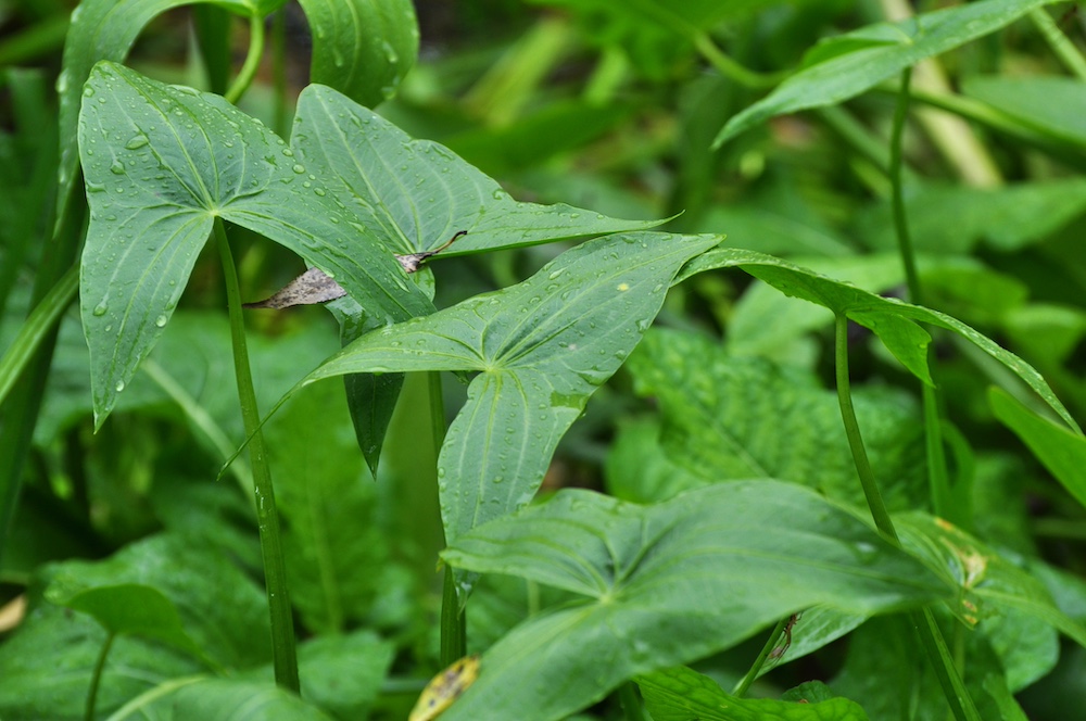 Sagittaria sagittifolia eetbaar