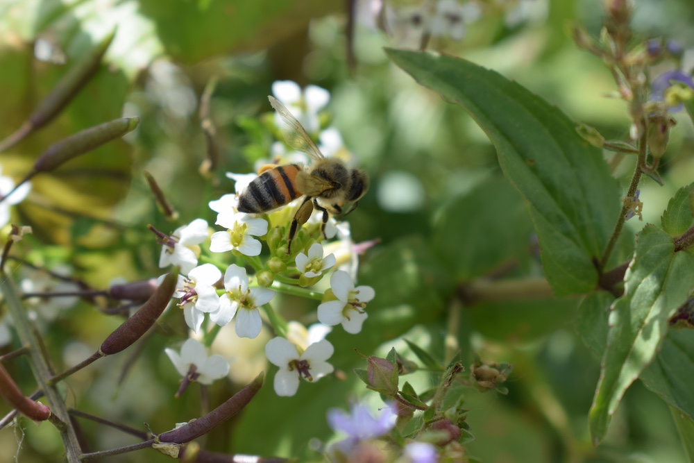 Witte waterkers kopen