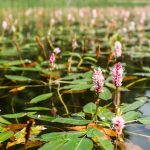 Zuurstofplantenpakket S kopen