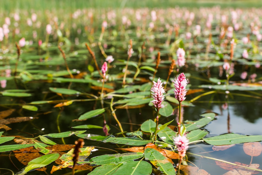 Zuurstofplantenpakket S kopen