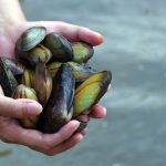 Welke zoetwatermossel voor je vijver heb je nodig in de winter