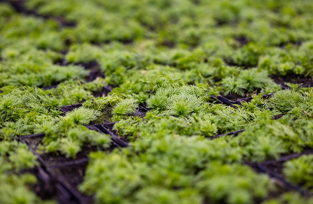 Close up planten
