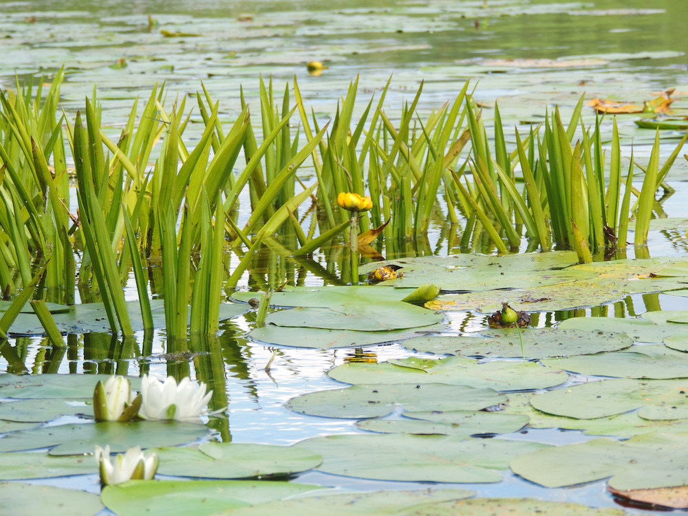 Drijfplantenpakket XXL kopen