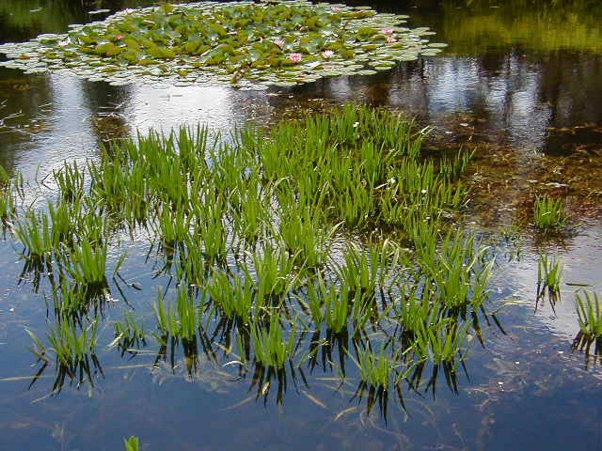 Gebruik natuurlijke algenbestrijders