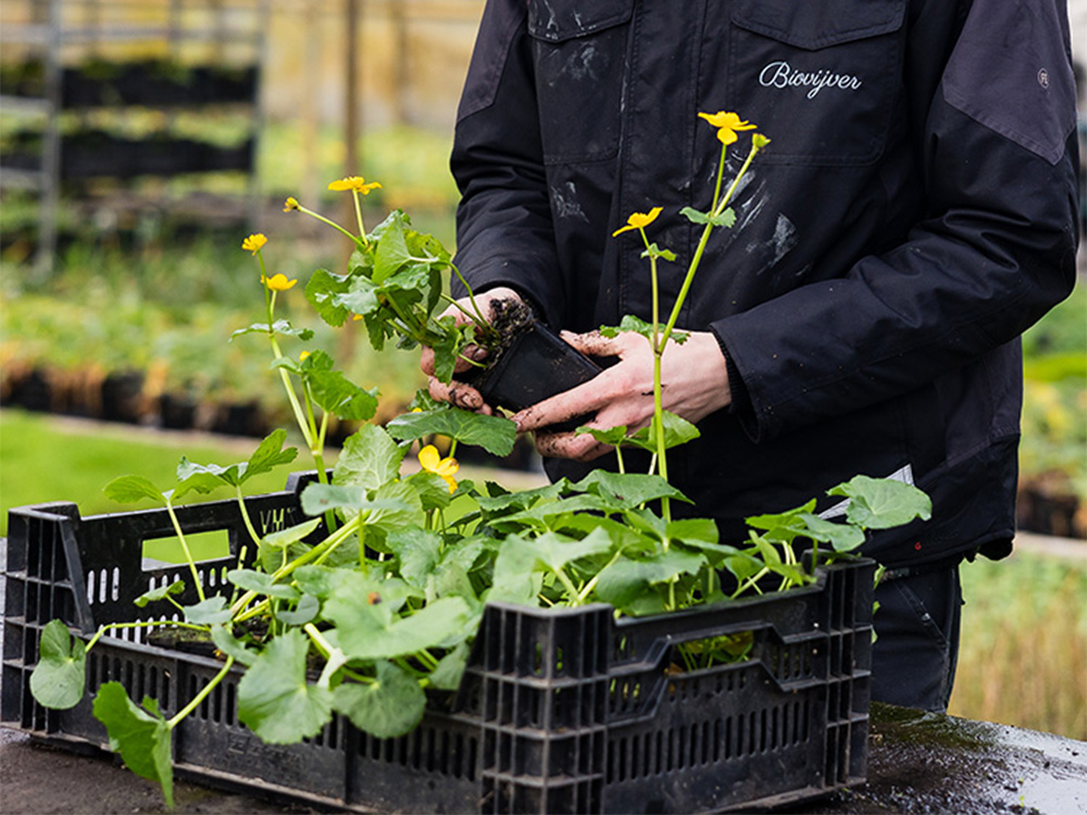 Gebruik plantenmanden