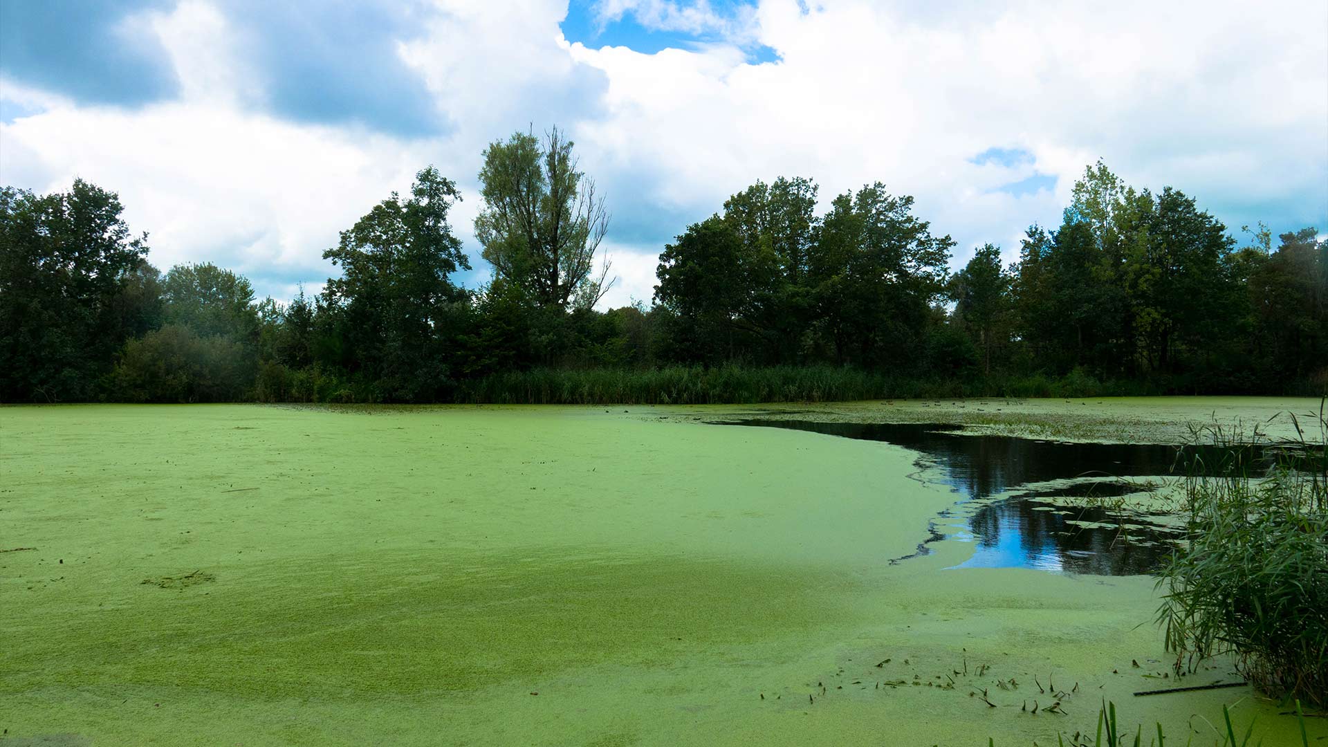 Groen vijverwater