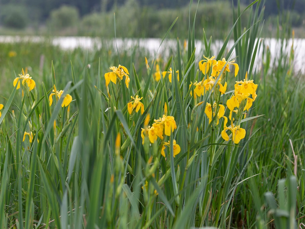 Moerasplanten zoals de gele lis