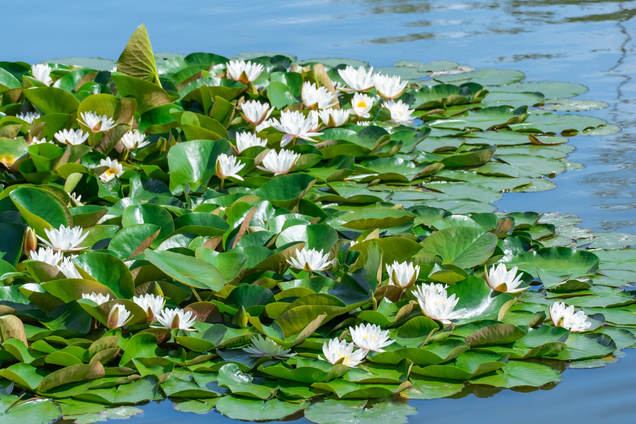 Vijver beplantingsplan