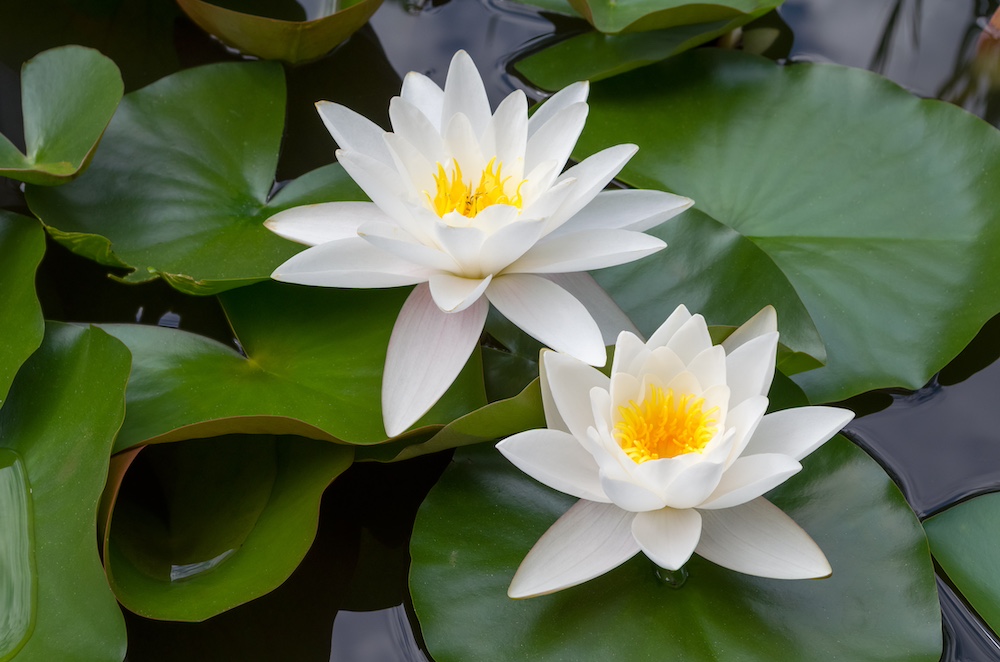 Voeg waterplanten toe