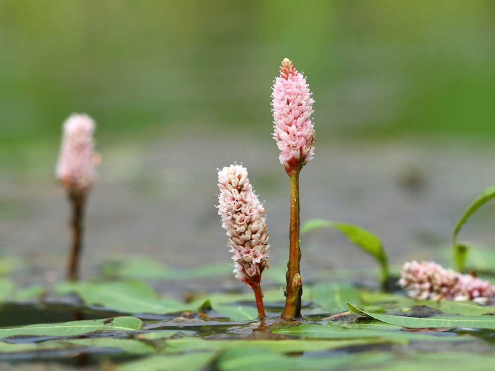 Voeg zuurstofplanten toe