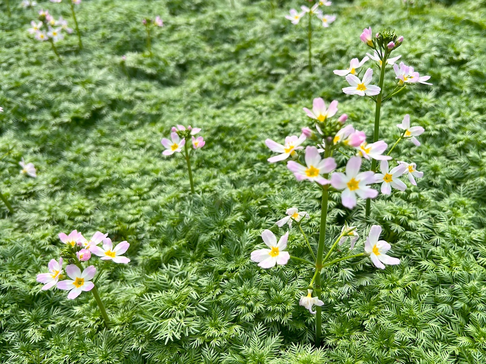 Zuurstofplantenpakket M kopen