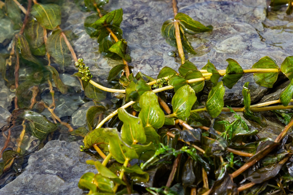 Zuurstofplantenpakket XXL kopen