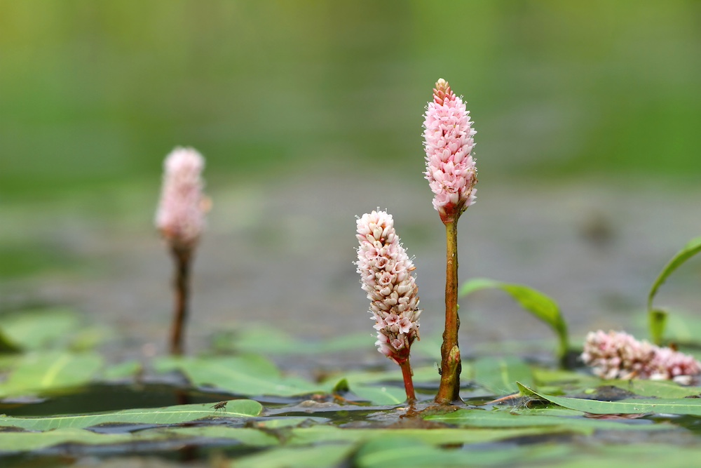 Zuurstofplanten