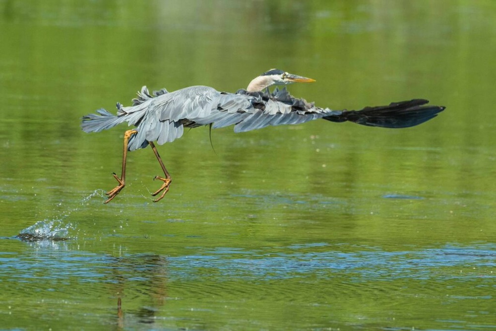 Geluidafschrikking reiger