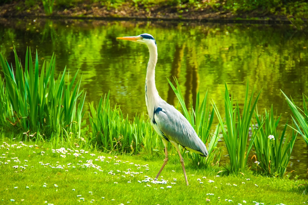 Reiger verjagen