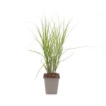 Liesgras uit pot