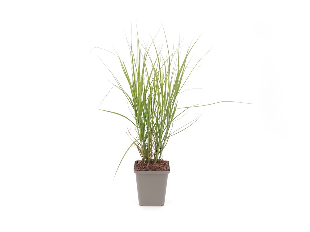 Liesgras uit pot
