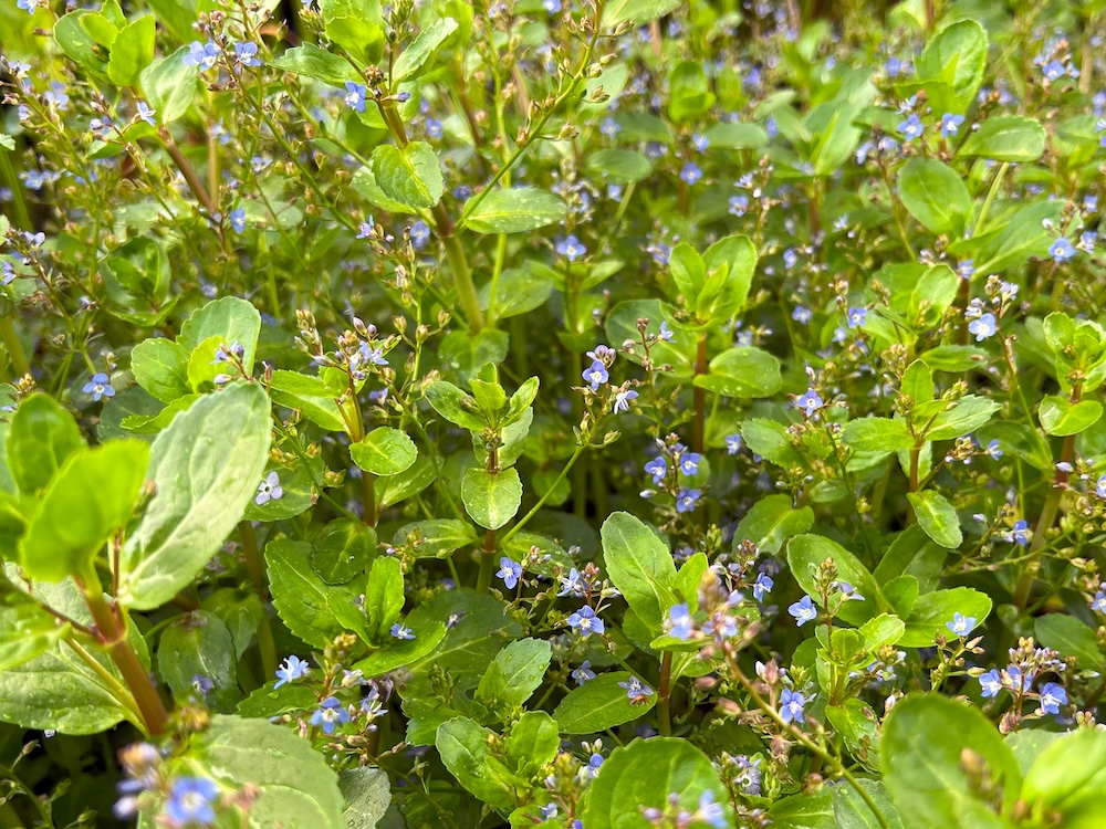 Vijver opvullende planten